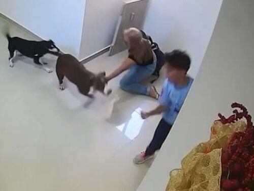 Video del ataque de un perro pitbull a niño en edificio en Barranquilla: le dejó heridas en la cara