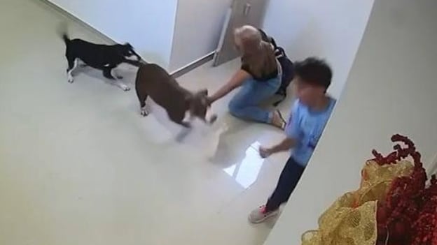 Foto del momento del ataque de un perro pitbull a niño en edificio en Barranquilla: le dejó heridas en la cara.