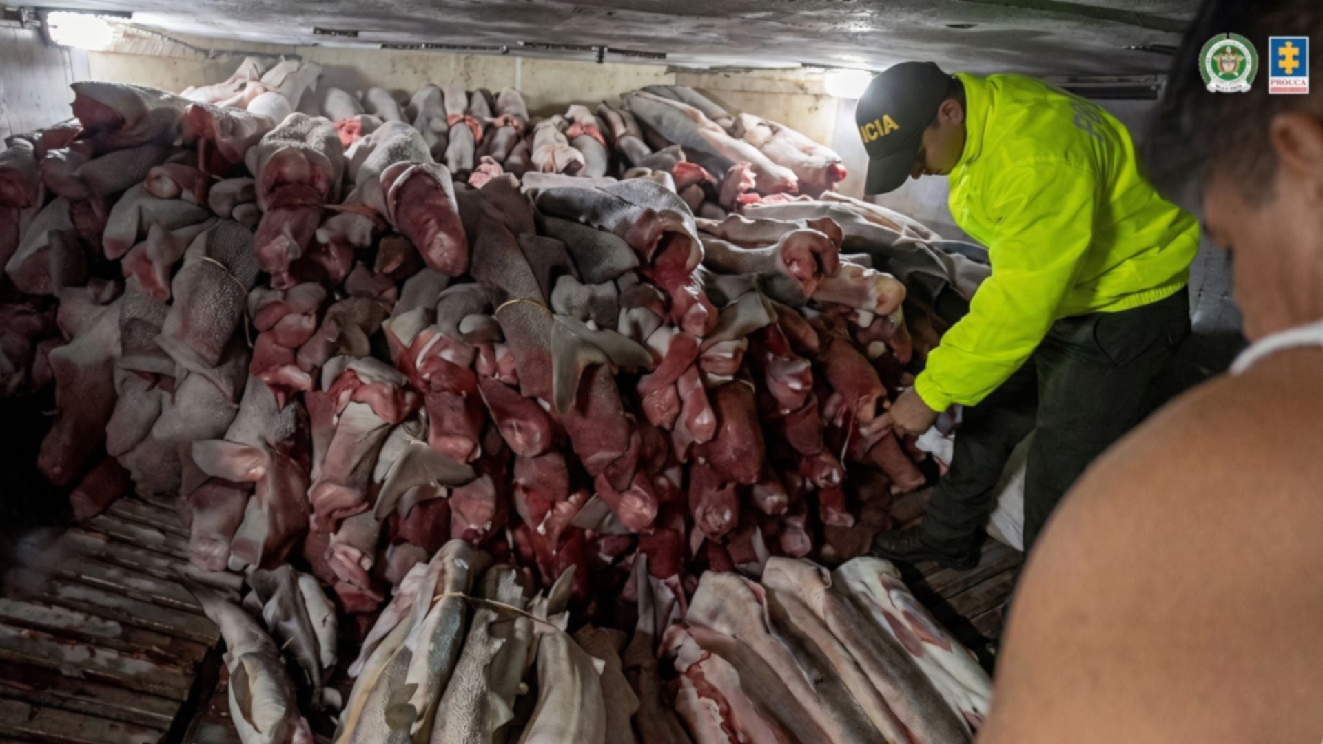 Hallaron tiburones muertos dentro de un barco