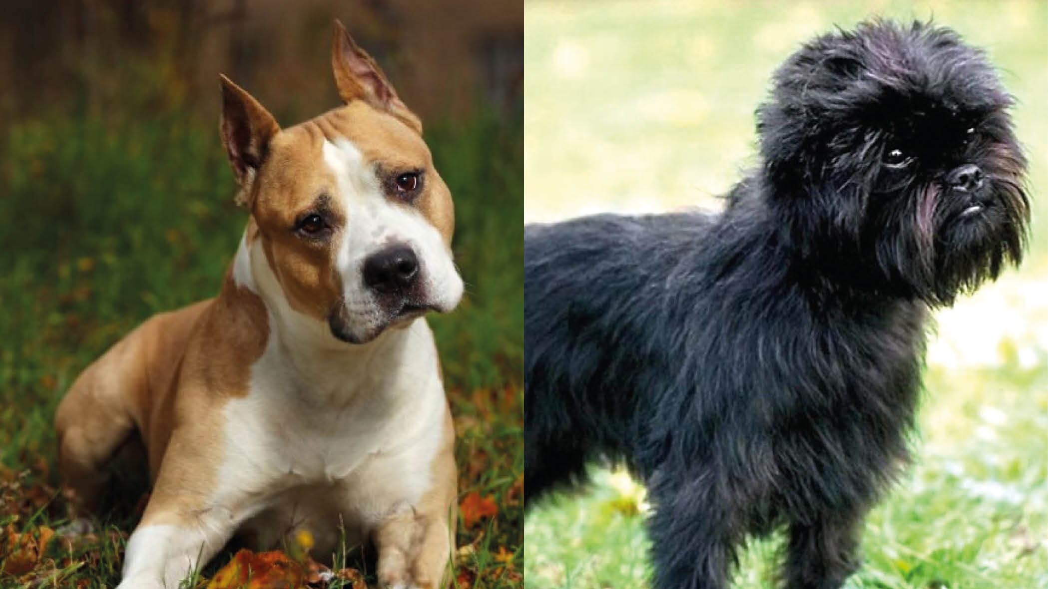 ¿Deseas adoptar una mascota? Nuevo estudio ha revelado las razas de perros que nos hacen más felices