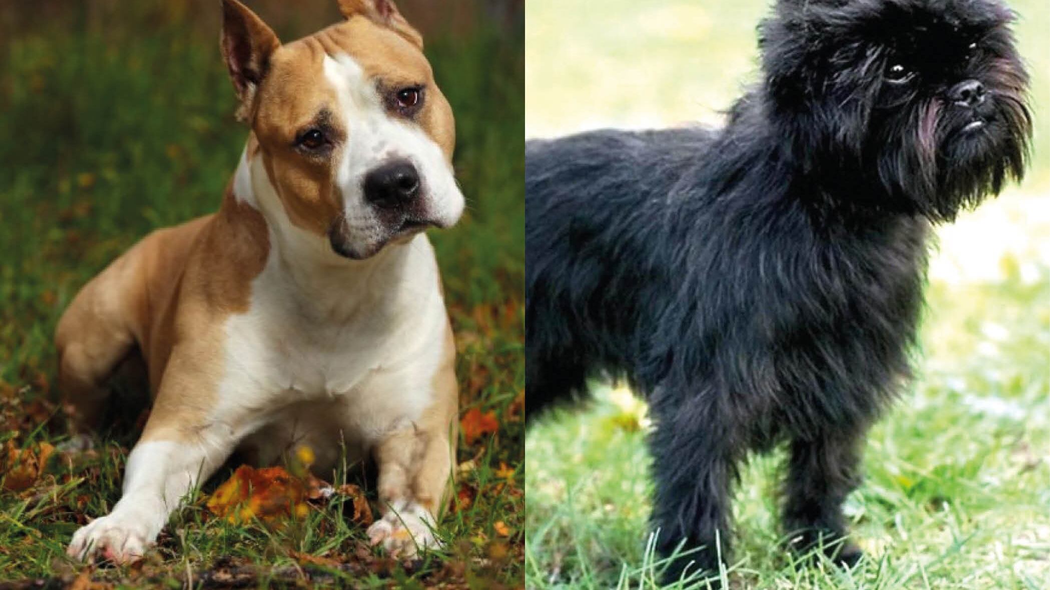 ¿Deseas adoptar una mascota? Nuevo estudio ha revelado las razas de perros que nos hacen más felices