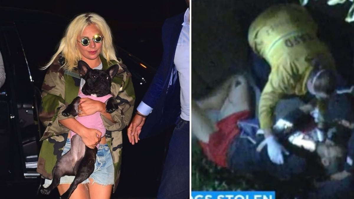 Un hombre dispara al paseador de perros de Lady Gaga y secuestra sus mascotas