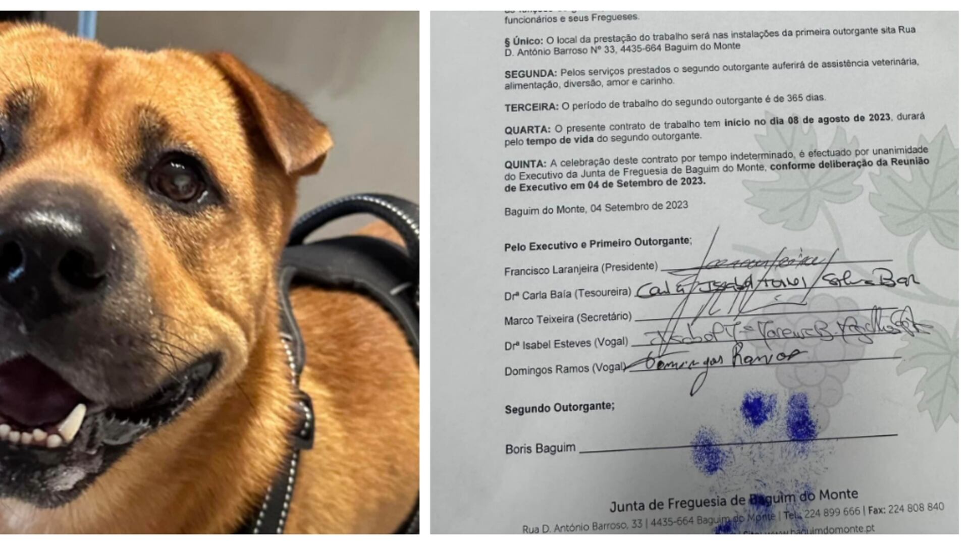 Perrito recibe contrato al interior de un gobierno local y su trabajo es el más tierno del mundo (Redes sociales)