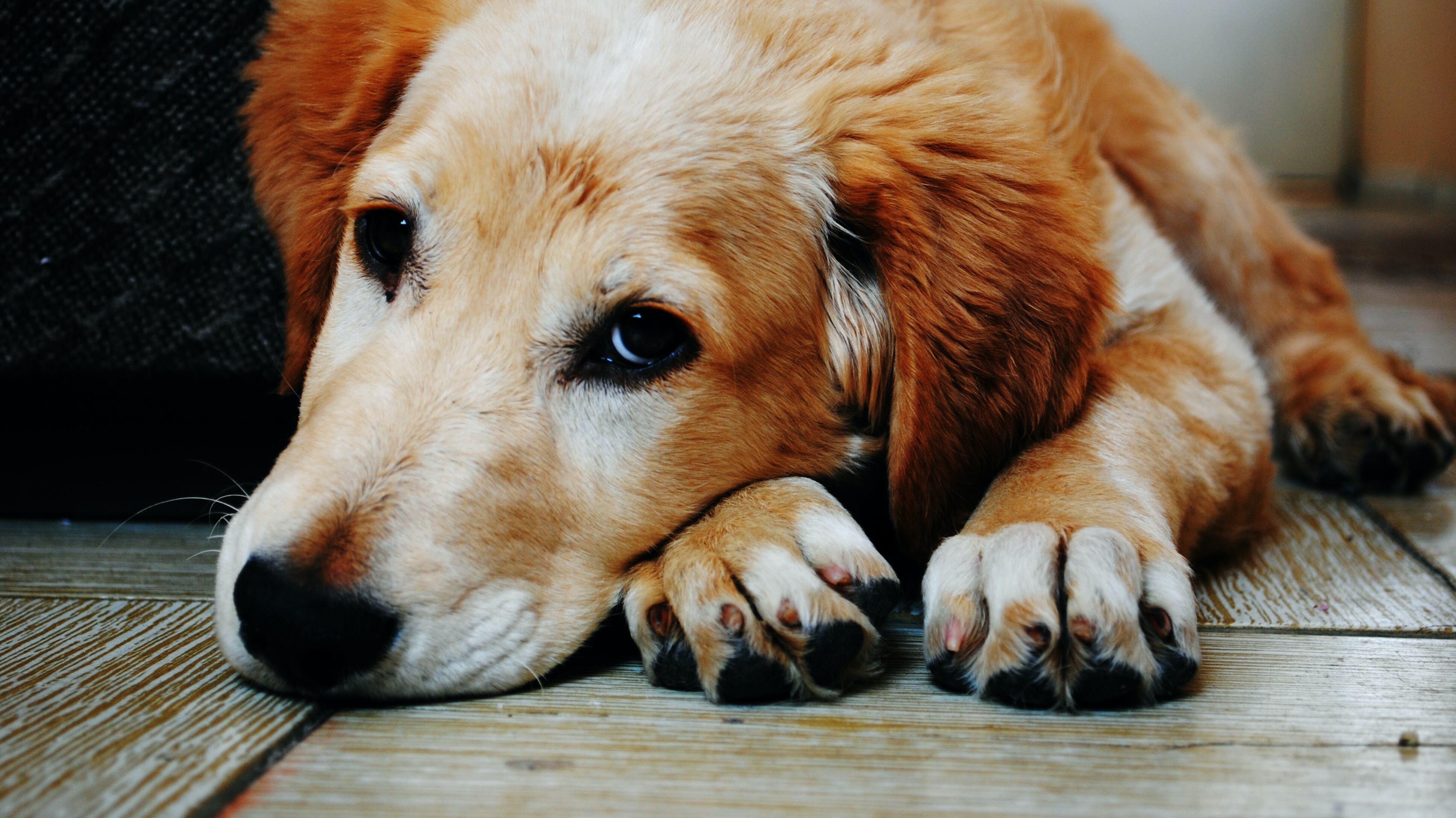 Perros y gatos pueden perder el sentido auditivo si son expuestos a ruidos fuertes.