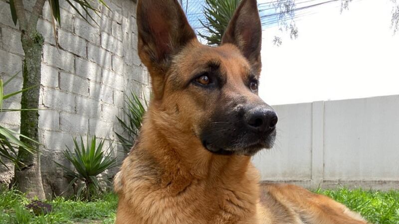 Adopción de perritos en Quito