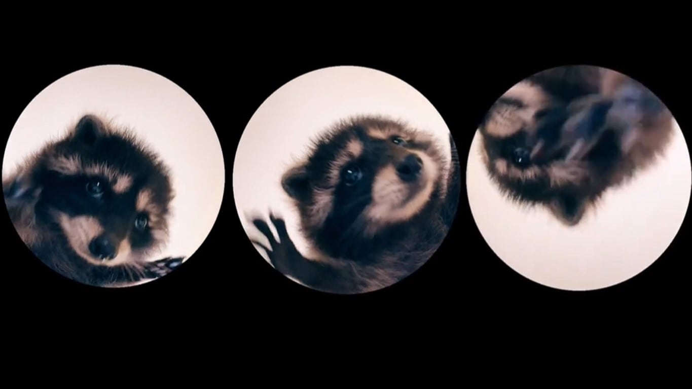 El video del mapache al ritmo de "Pedro, Pedro, Pedro" de Raffaella Carrà ha inundado las redes sociales.