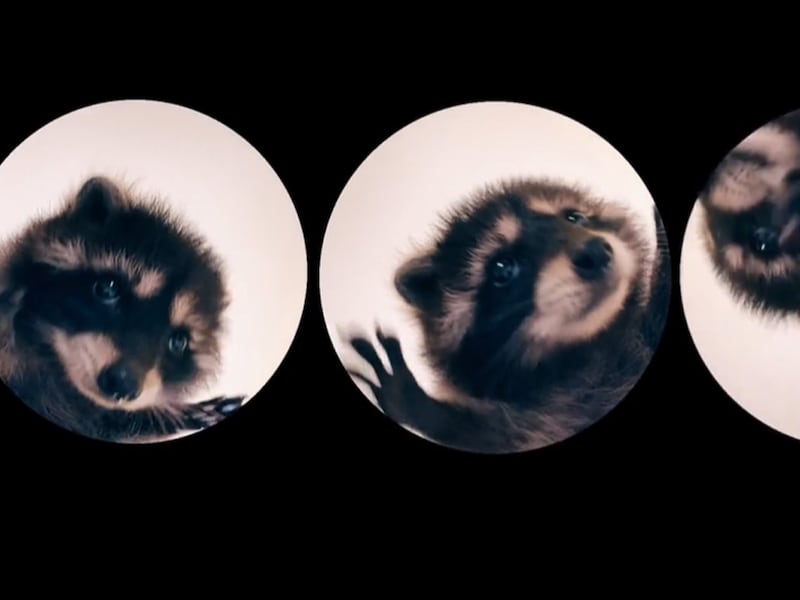 “Pedro, Pedro, Pedro”, origen del video viral del mapache en redes sociales
