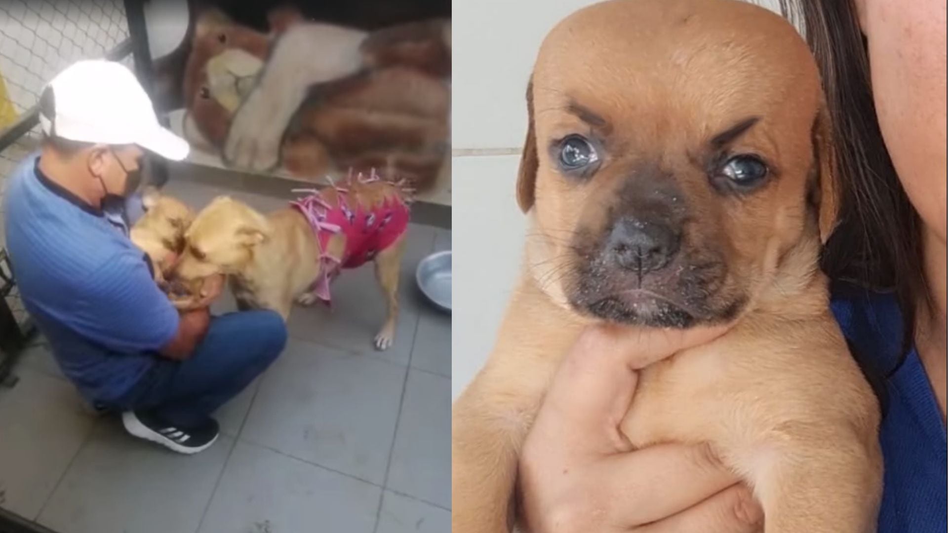 'Chupete', tras viralizarse en redes por su apariencia, fue sometido a eutanasia por recomendación veterinaria.