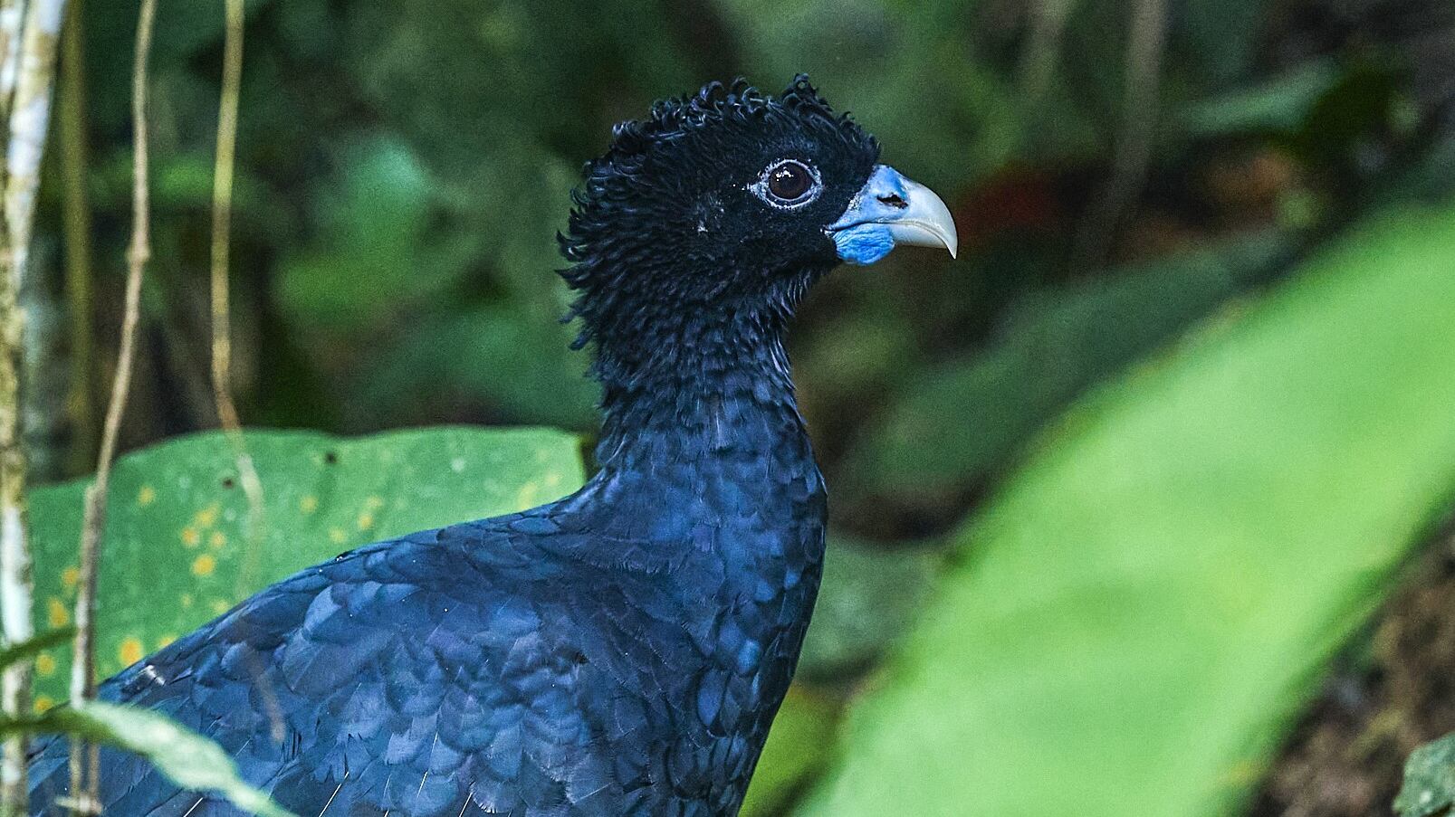 Foto del Paujil de Pico Azul.