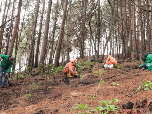 Bogotá acelera la restauración ecológica más ambiciosa de su historia