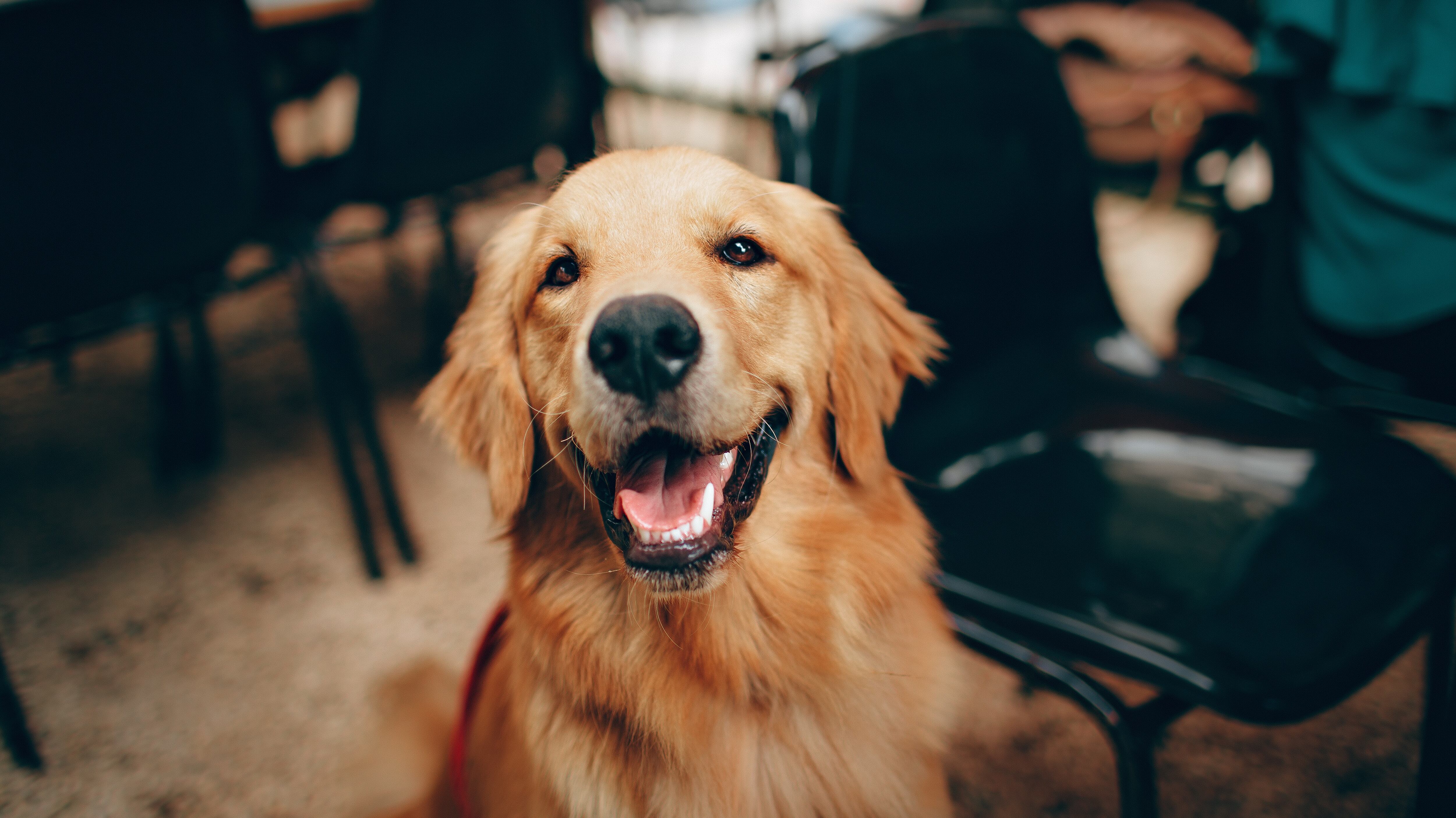 Esta raza de perro es muy leal, sociable e inteligente.