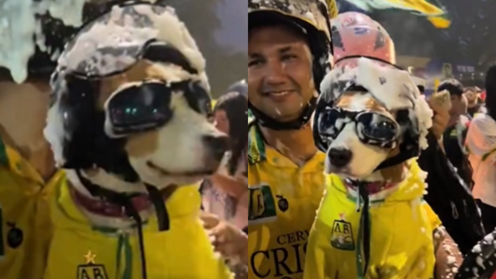 En medio de la celebración del título del Bucaramanga un perrito se robó todas las miradas