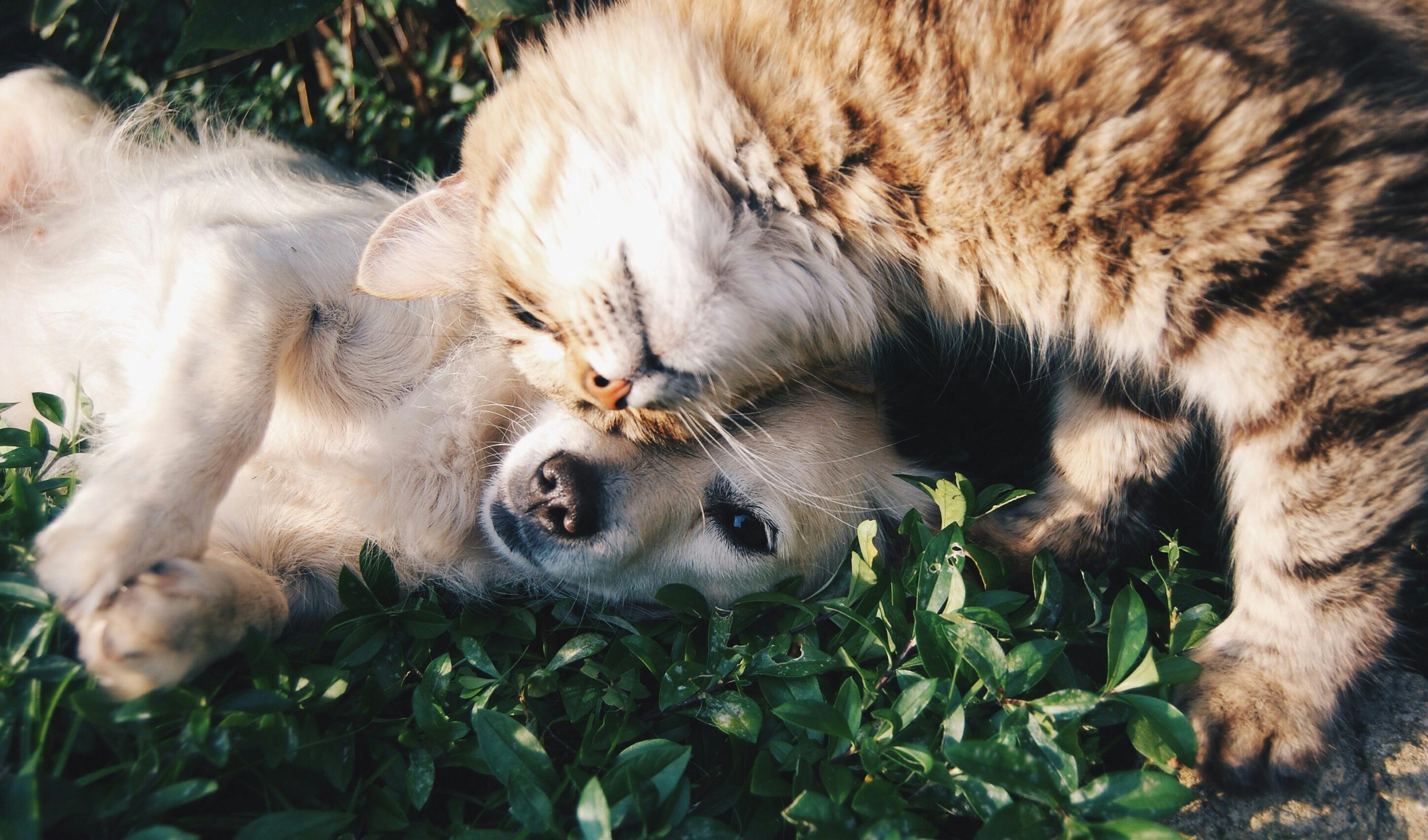 Masa muscular en perros y gatos: el factor clave para una vida más larga y saludable