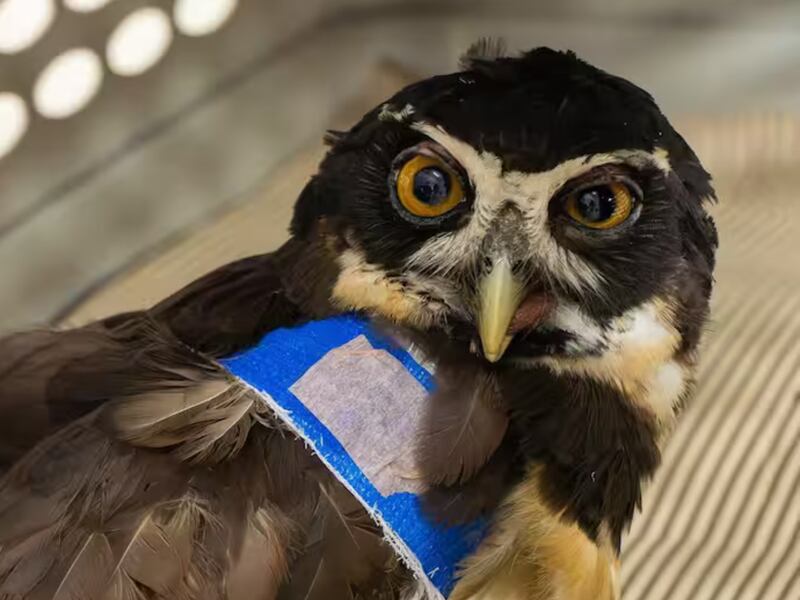 Trágica navidad para la fauna silvestre en Antioquia: aumentaron en un 250 % los animales afectados por pólvora en una de sus regiones