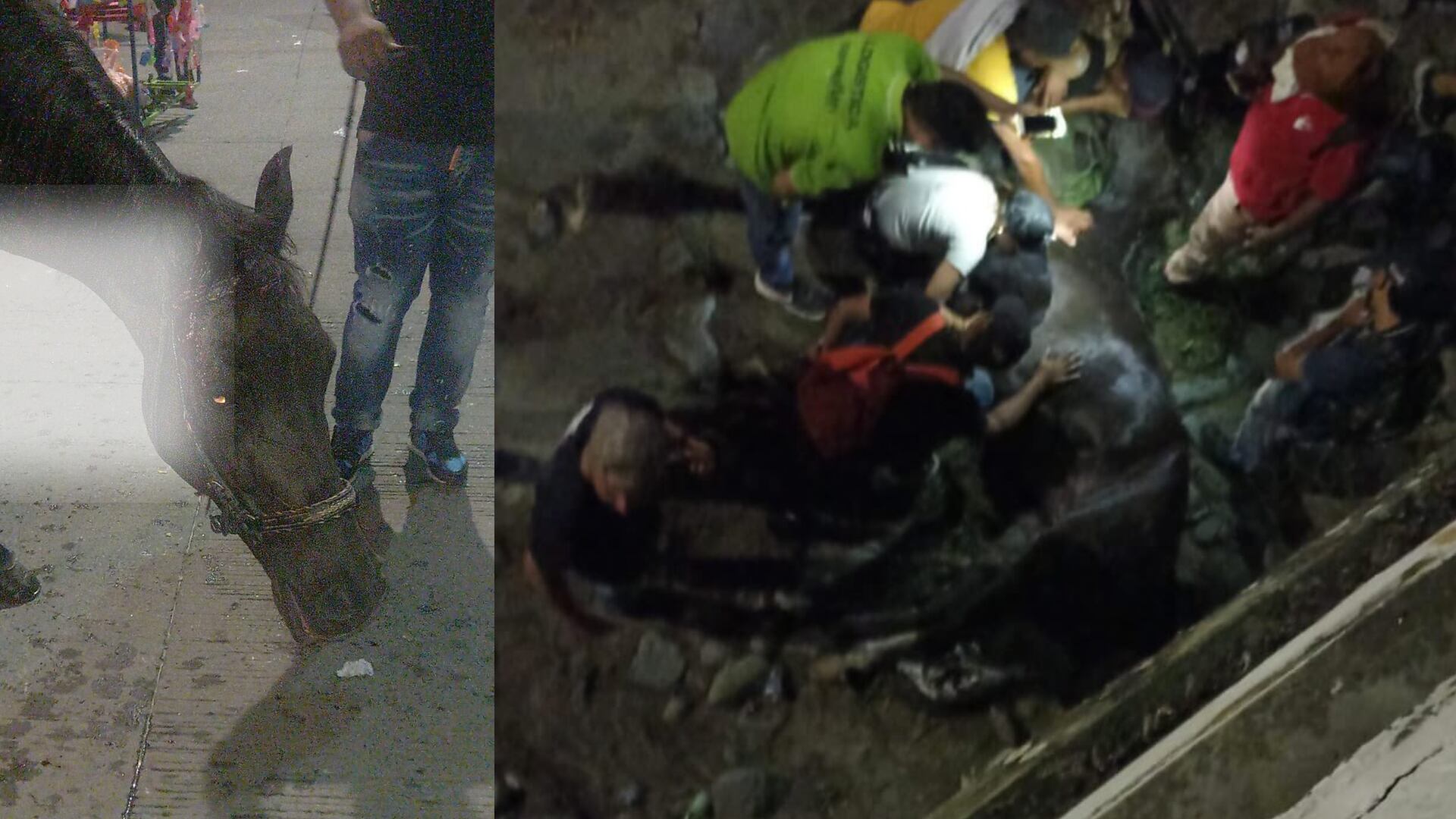 Caballo murió en cabalgata en Tuluá