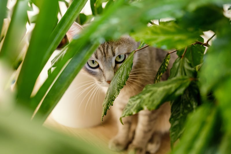 Plantas tóxicas para perros y gatos
