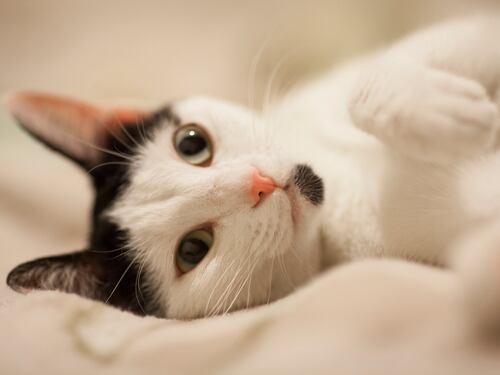 Cuatro señales que pueden indicar que su gato no está recibiendo suficiente taurina