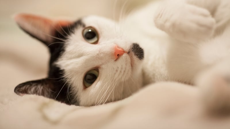 Cuatro señales que pueden indicar que su gato no está recibiendo suficiente taurina