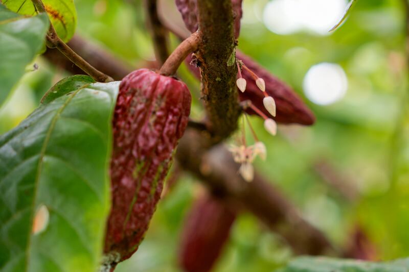 Crecimiento del cacao.