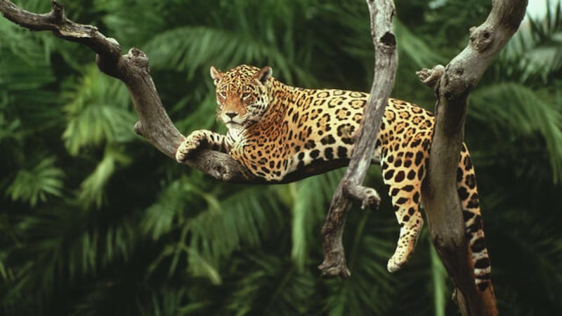 Una alianza para la selva: Victoria y el programa Conexión Jaguar apoyan la conservación del Amazonas