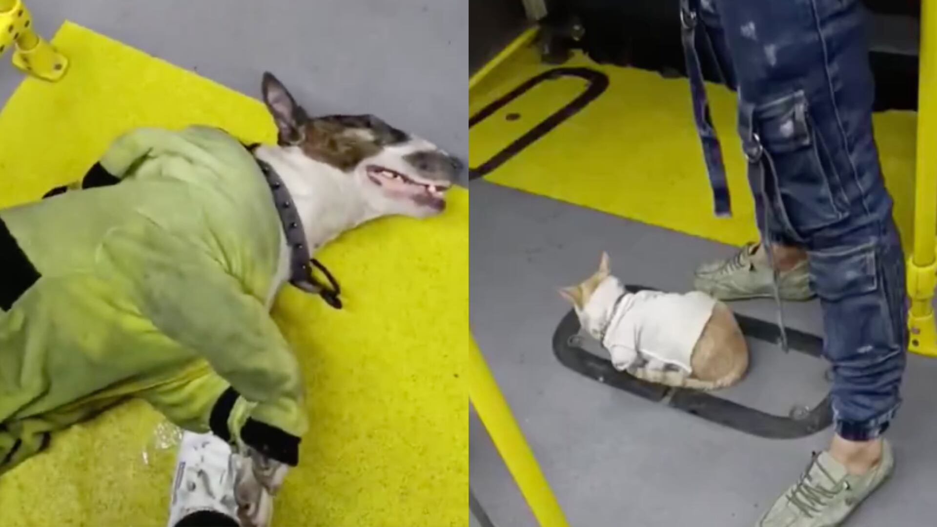 Denuncian a un hombre que explota a un gato y un perro en TransMilenio para pedir dinero: estarían en un grave estado de salud