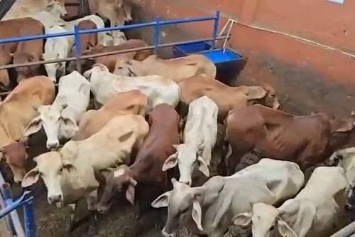 43 animales que habían sido reportados como robados en Caquetá aparecieron en frigorífico de Usme