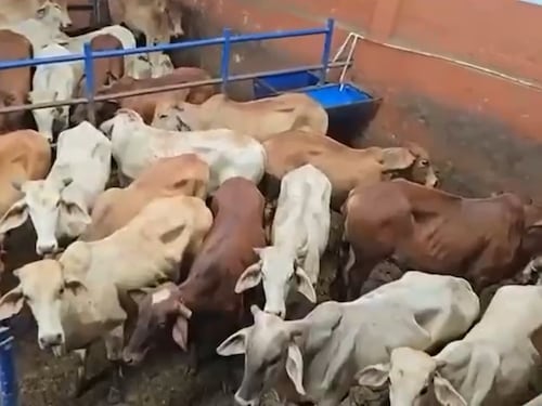 43 animales que habían sido reportados como robados en Caquetá aparecieron en frigorífico de Usme