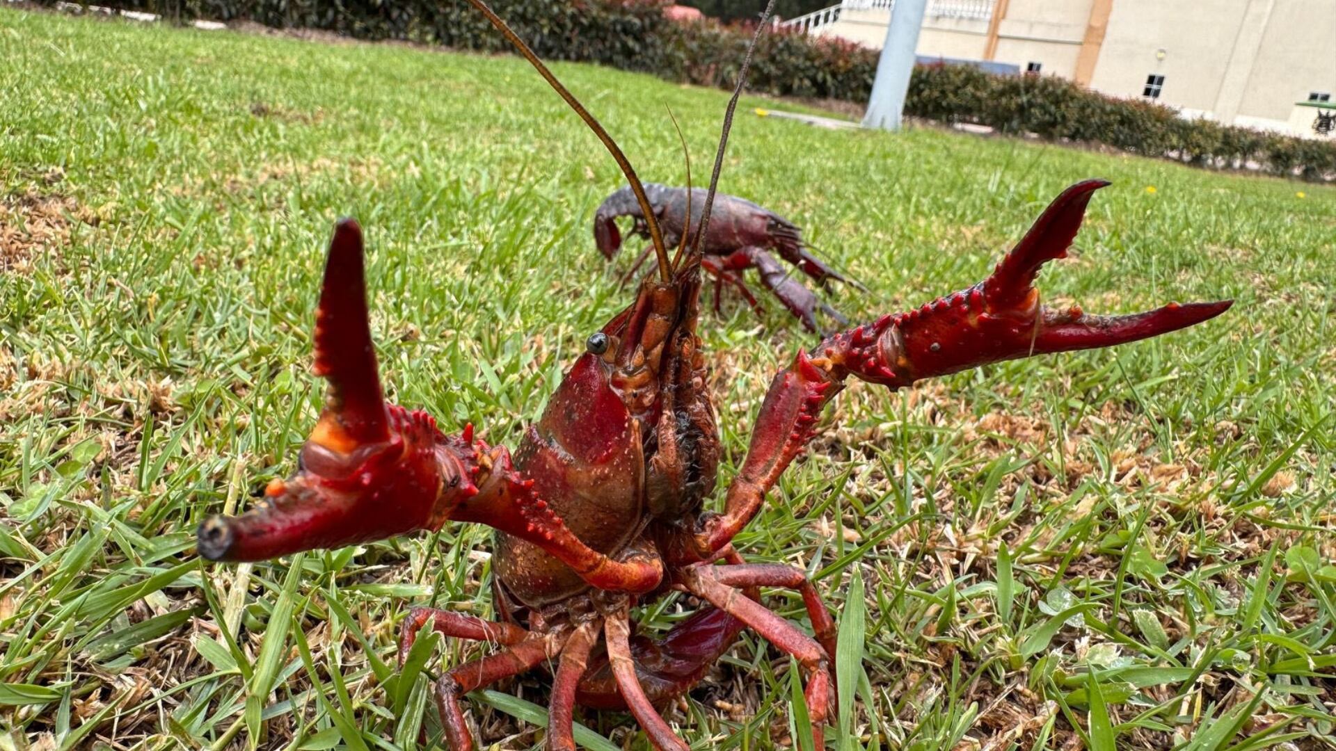 Alerta por una especie de cangrejo que está llegando al país: transmite enfermedades y daña ecosistemas