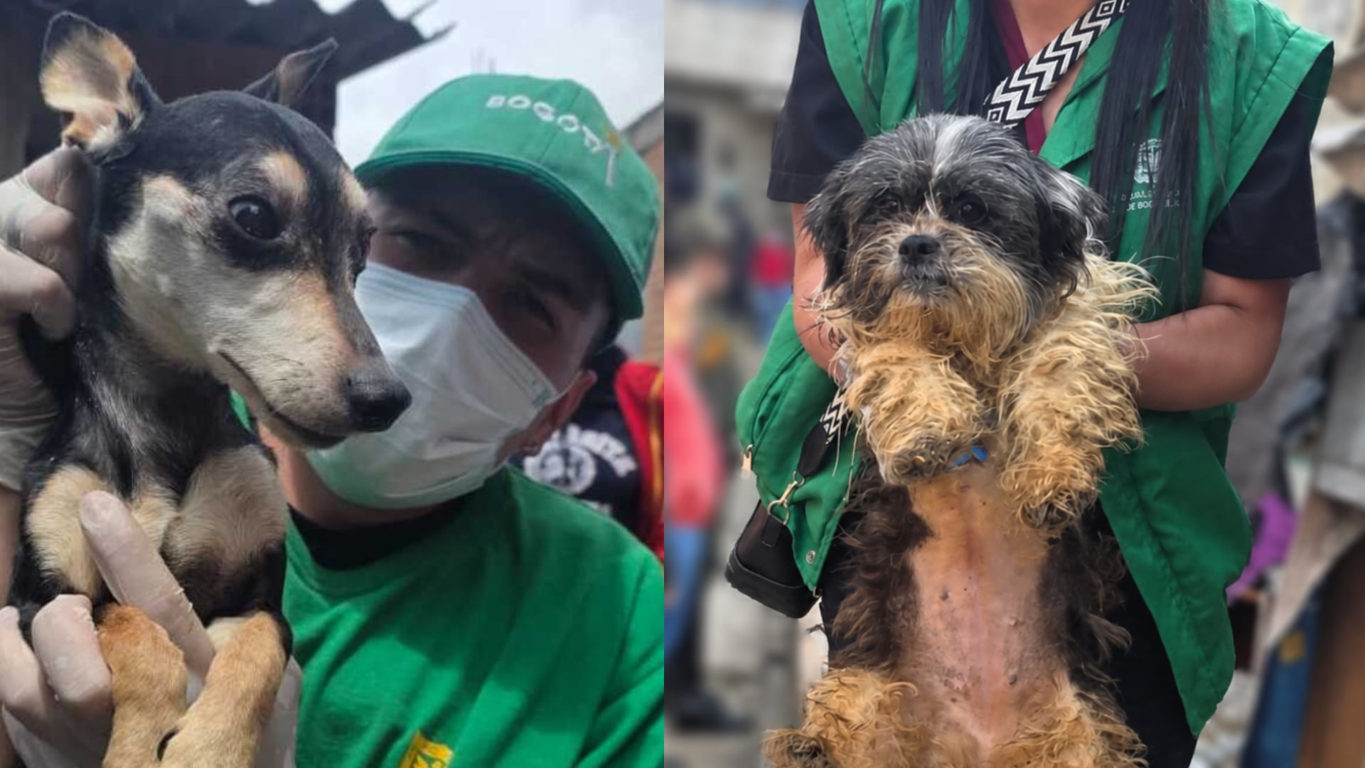 Bogotá realizó tres operativos contra el maltrato animal en varias localidades