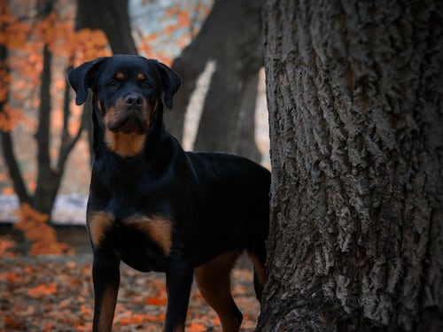 Aterrador caso: Exestrella de televisión grabó videos abusando de su mascota y los intercambió por clips de otros abusos a perros