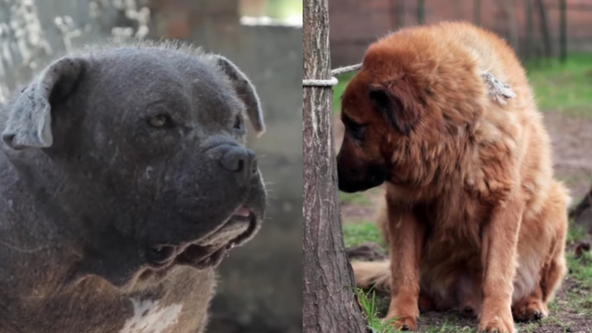 Distrito anuncia 'Semana contra el maltrato animal', del 17 al 23 de julio de 2023