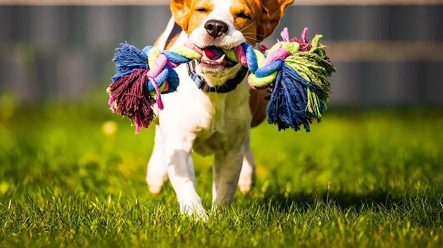 La felicidad de tu perro al escuchar ciertas frases.
