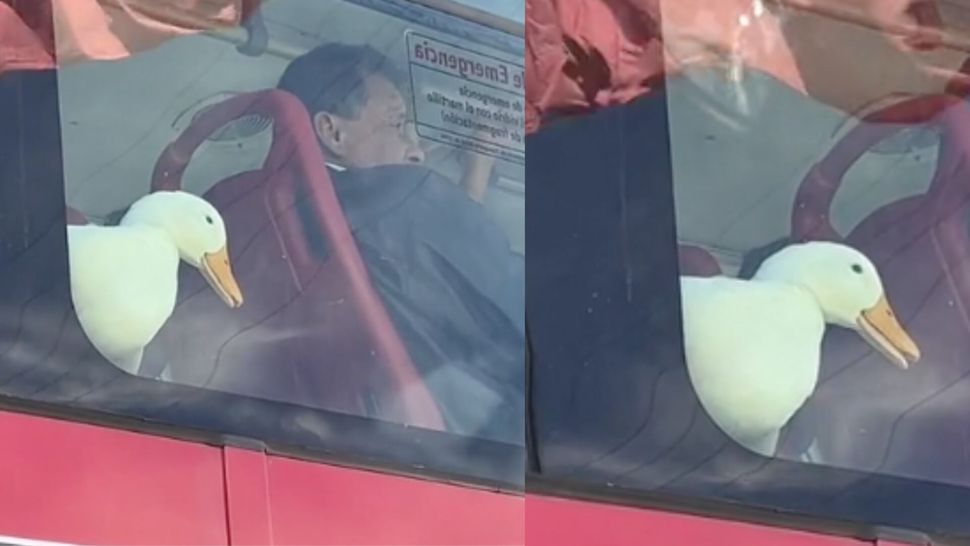 “Alcanzó a coger silla”: Pato fue grabado contemplando Bogotá desde un bus de TransMilenio