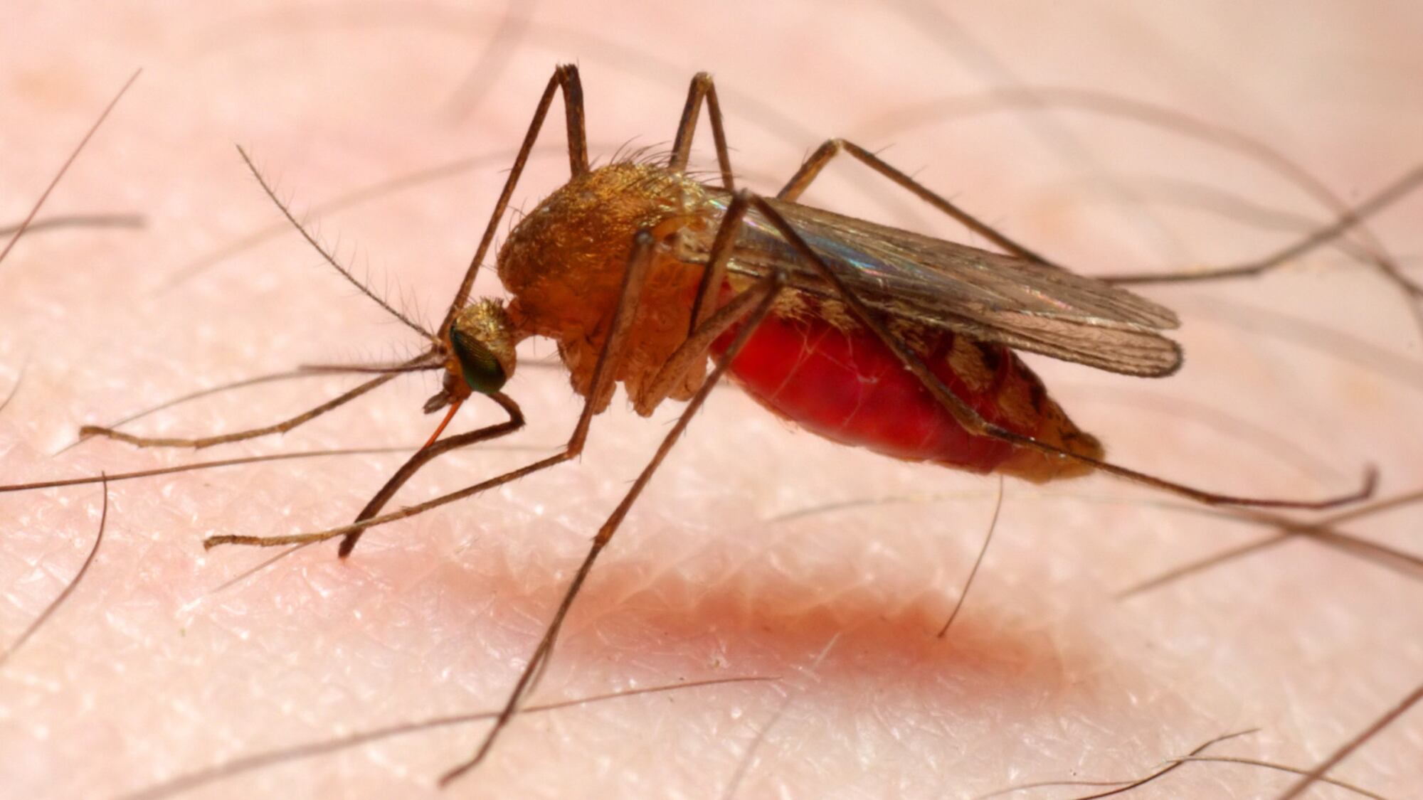 Algunos tipos de parásitos de malaria pueden permanecer latentes en el cuerpo.