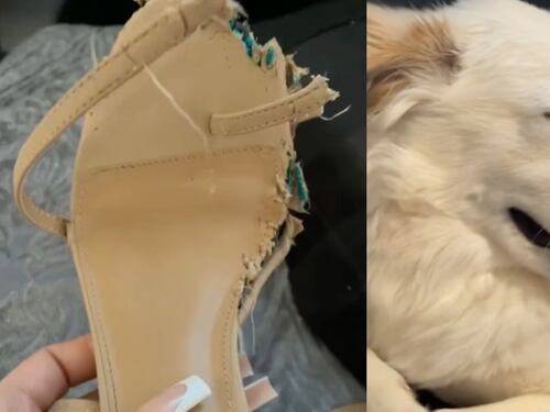 Para no ser regañada perrita finge estar dormida y se vuelve viral