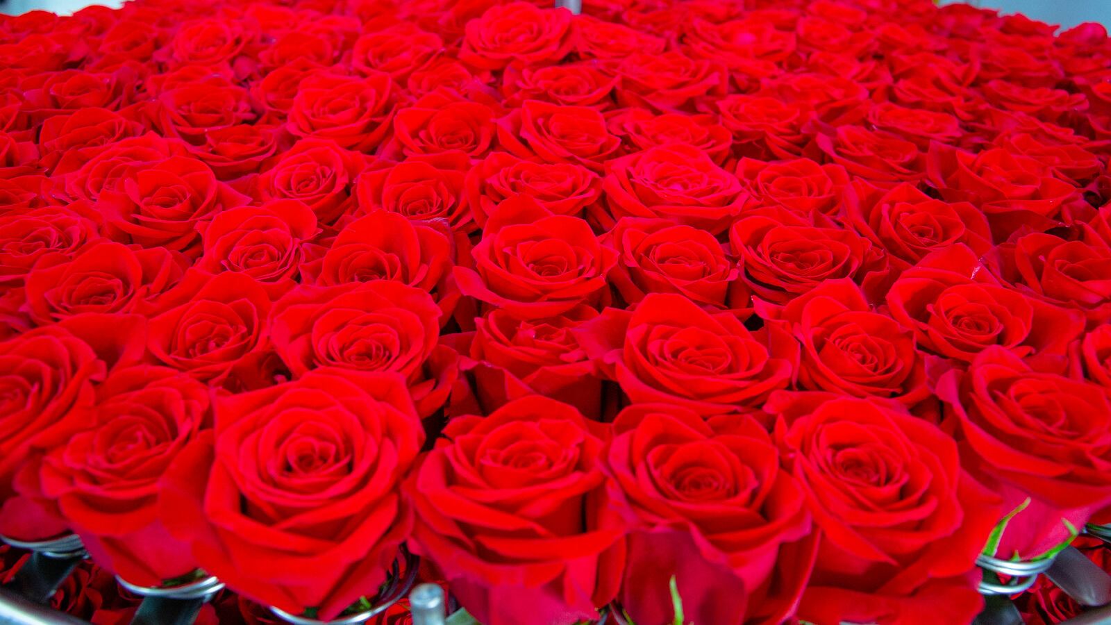 Foto Rosas colombianas en el Día de la Madre.