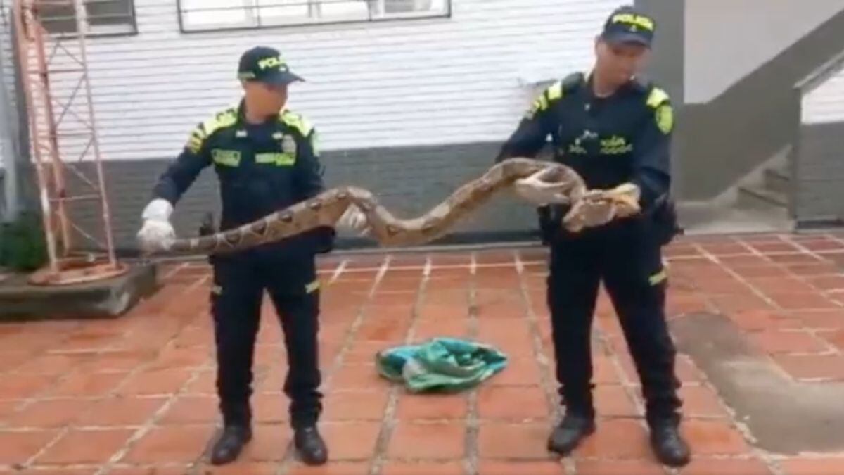 Este es el segundo hallazgo de serpientes que hacen las autoridades en un mes.