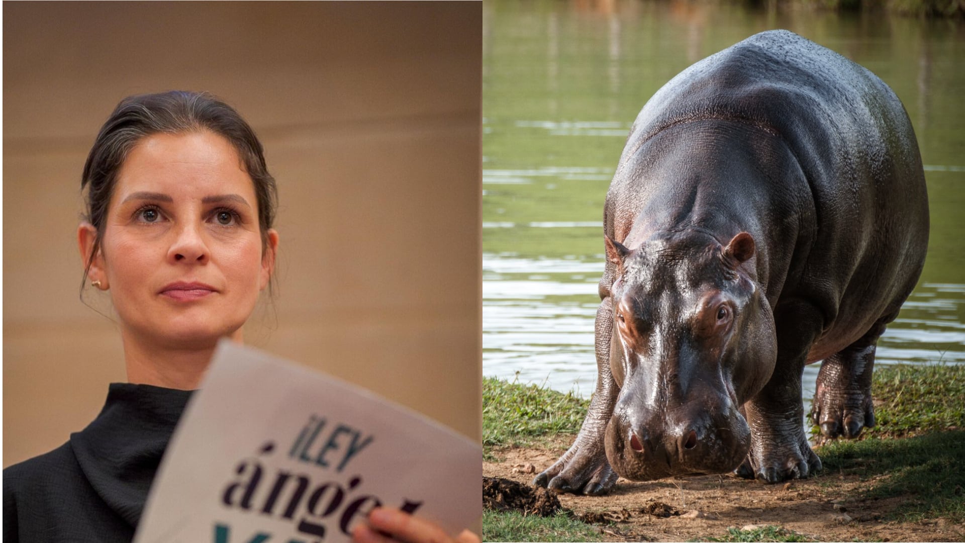 Andrea Padilla rechaza protocolo de eutanasia a hipopótamos.