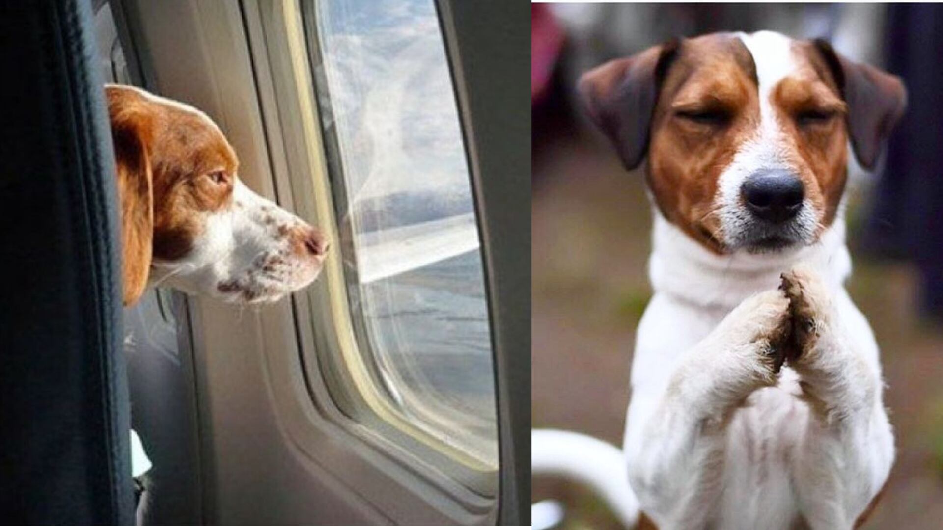 Semana Santa: Guia para viajar con su perro o gato en estas fechas