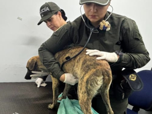 Judicializan a hombre que lesionó a un canino gravemente por haberle quitado un pedazo de carne