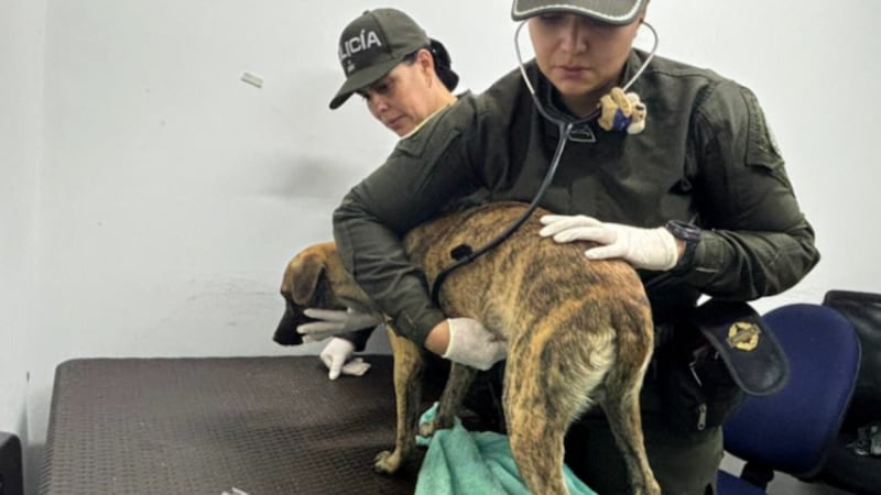 Judicializan a hombre que lesionó a un canino gravemente por haberle quitado un pedazo de carne