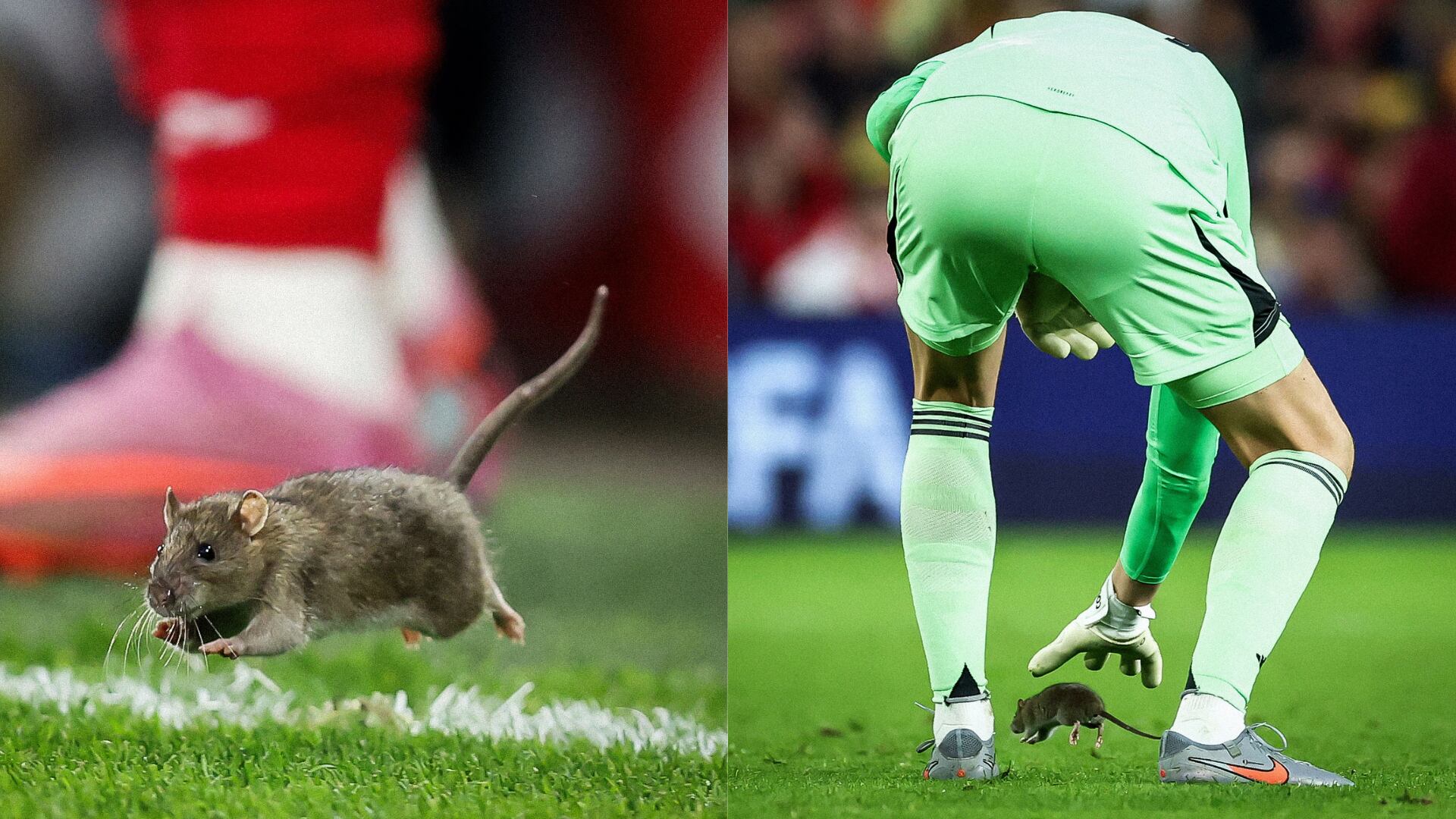 Rata en el partido de Bélgica y Gales - Fotos: X de BR Football tomadas el 14 de octubre del 2025