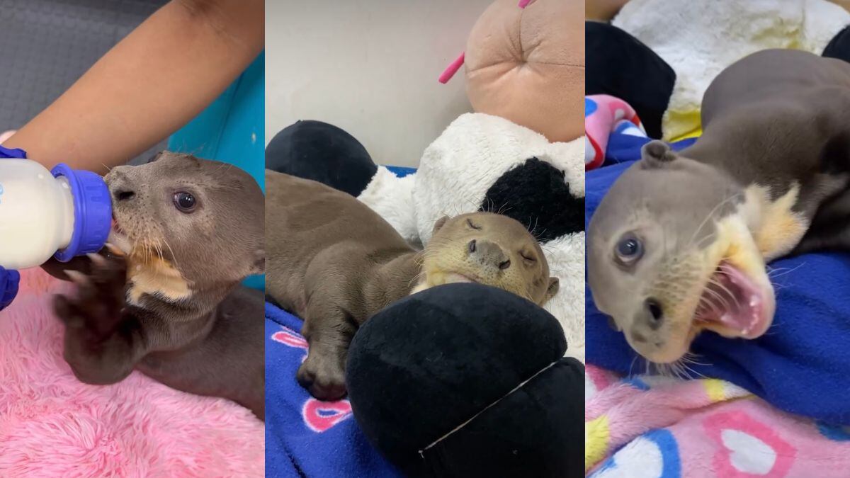 El zoológico de Cali es el encargado de la recuperación de Kirpa, una nutria bebé que fue rescatada de Arauca.