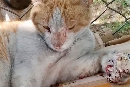 Horror en Cali: Denuncian presuntos incendios provocados en Cali para acabar con colonia de gatos