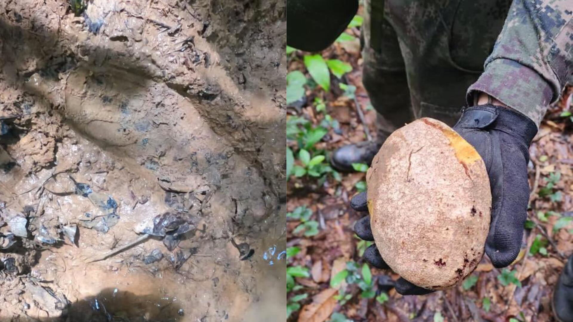 Una pisada que sería de Lesly y frutas, fueron los nuevos hallazgos en búsqueda de niños indígenas