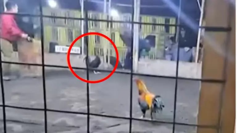 Hombre murió tras ser atacado por su propio gallo de pelea