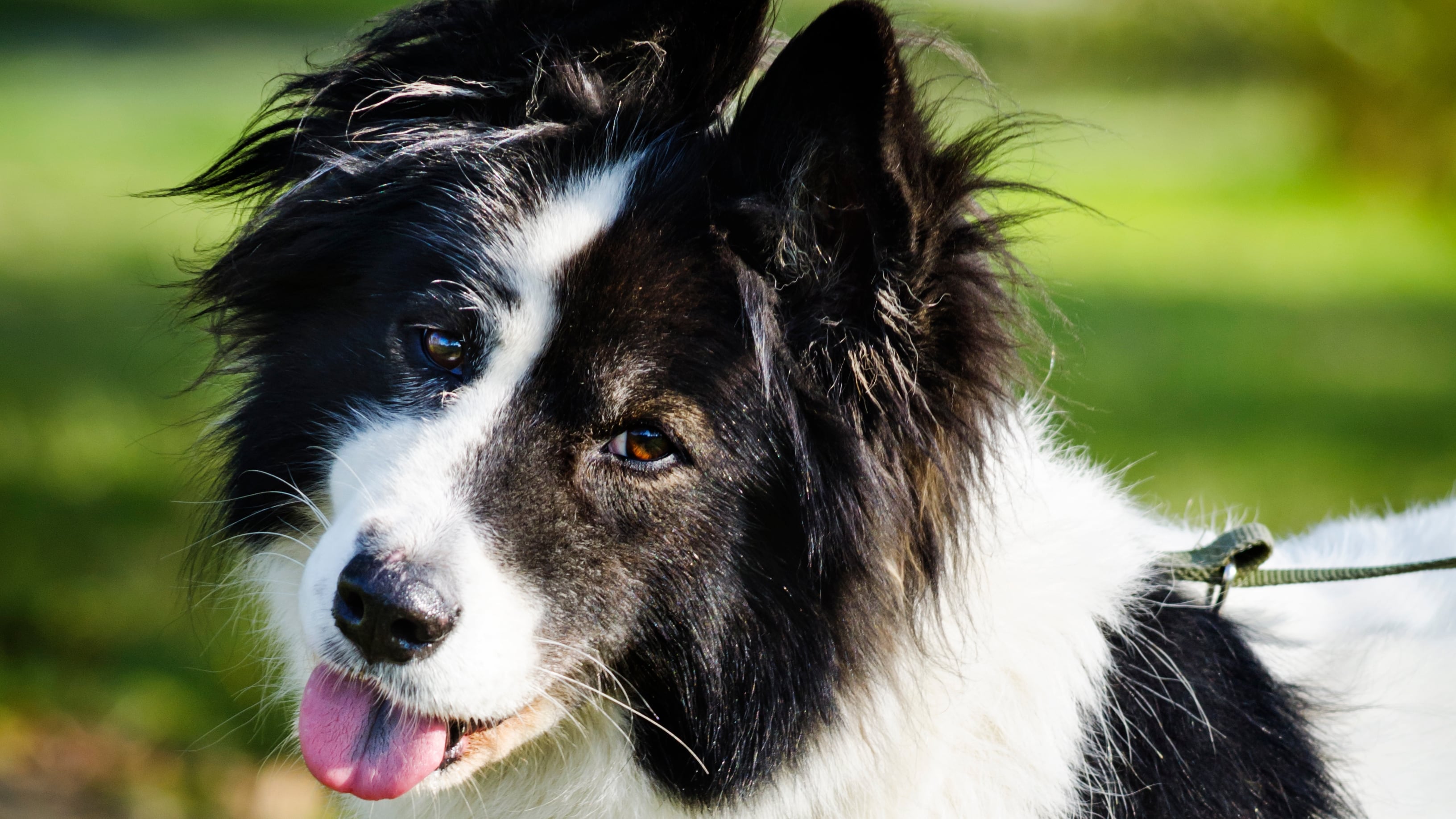 Géminis – Border Collie