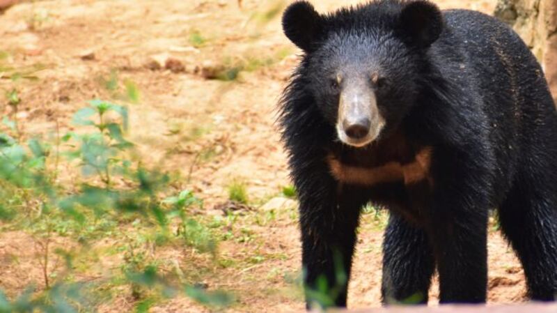 Se trataba de un oso del Himalaya