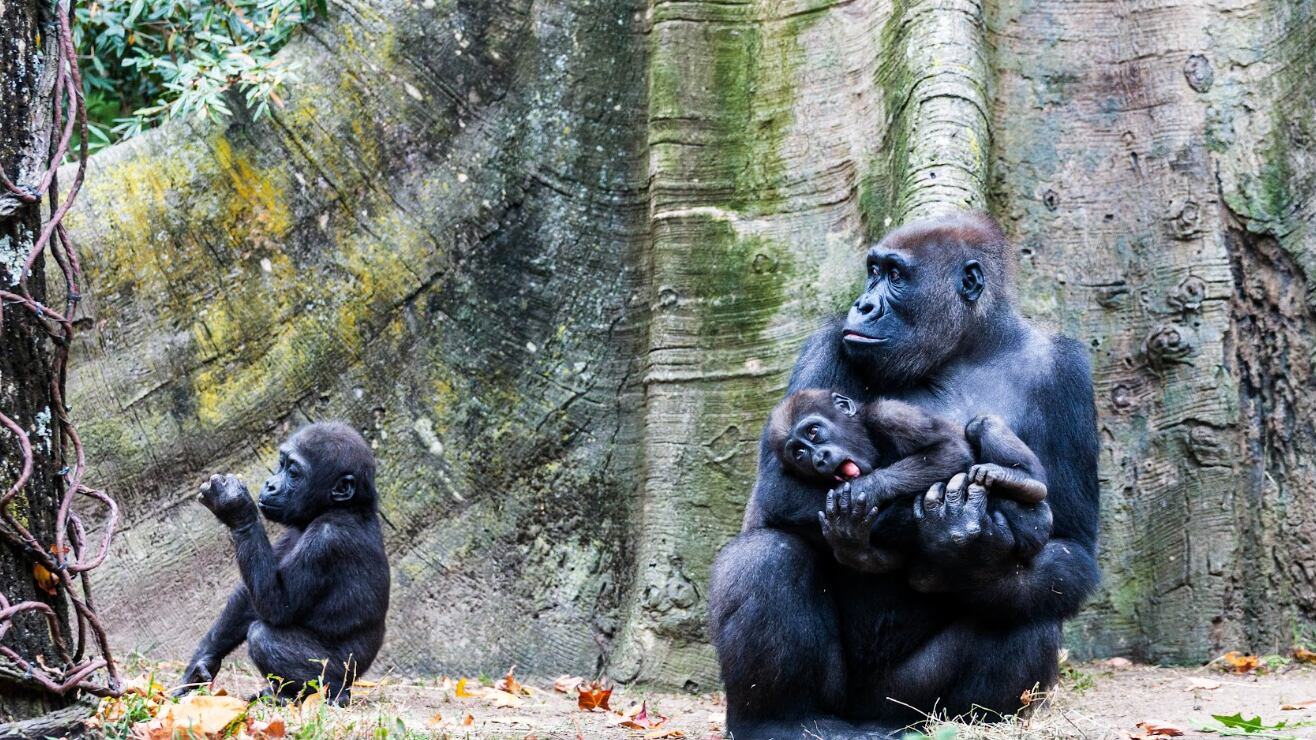Informe Planeta Vivo de WWF