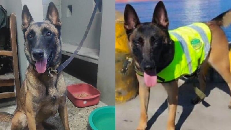 La esperanza regresó con Telmo: patrullero sobreviviente al atentado en Amalfi y se reencuentra con su perro antinarcóticos